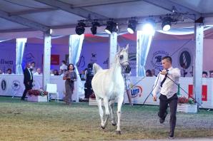 Sukces Pride of Poland. Klacz Perfinka została wylicytowana za 1 mln 250 tys. euro.
