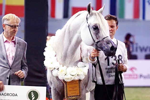 Sukces Pride of Poland. Klacz Perfinka została wylicytowana za 1 mln 250 tys. euro.